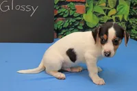 Glossy, a male Jack Russell Terrier for sale in Goshen, IN – 1 of 2