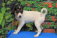 Rosie, a female Jack Russell Terrier for sale in Goshen, IN – 2 of 2