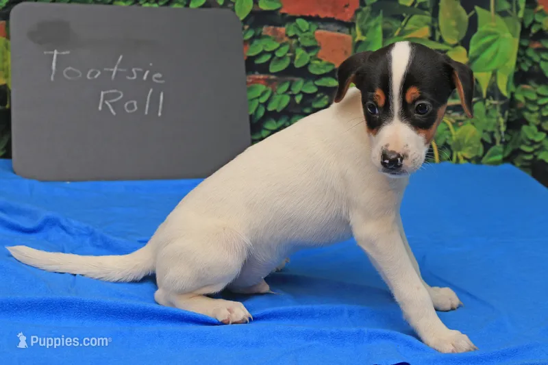 Tootsie Roll – Jack Russell Terrier puppy for sale in Goshen, IN
