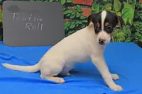 Tootsie Roll, a male Jack Russell Terrier for sale in Goshen, IN – 1 of 2