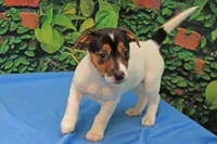 Sweetheart, a female Jack Russell Terrier for sale in Goshen, IN – 2 of 2