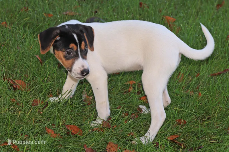 Rosie – Jack Russell Terrier puppy for sale in Goshen, IN