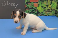 Glossy, a male Jack Russell Terrier for sale in Goshen, IN – 2 of 2