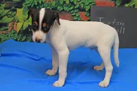 Tootsie Roll, a male Jack Russell Terrier for sale in Goshen, IN – 2 of 2