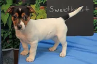 Sweetheart, a female Jack Russell Terrier for sale in Goshen, IN – 1 of 2