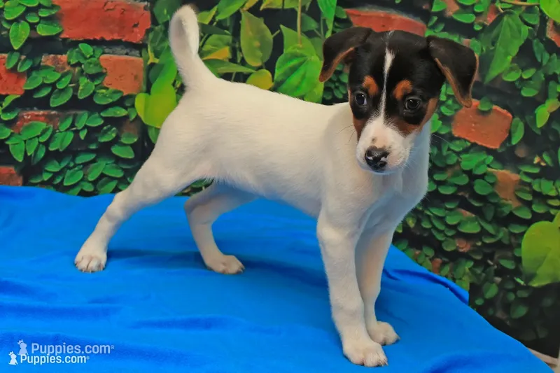 Rosie – Jack Russell Terrier puppy for sale in Goshen, IN