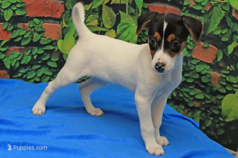 Rosie – Jack Russell Terrier puppy for sale in Goshen, IN