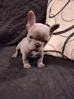 Spicy's Stormy Rain Frenchie, a female French Bulldog for sale in Huntsville, TX – 2 of 3