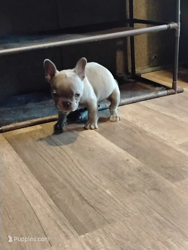 Spicy's Stormy Rain Frenchie – French Bulldog puppy for sale in Huntsville, TX