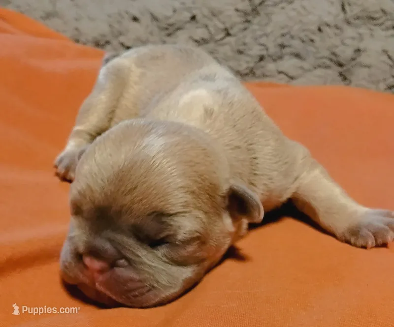 Blue Fawn Female – French Bulldog puppy for sale in Huntsville, TX