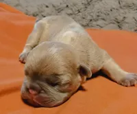 Blue Fawn Female, a female French Bulldog for sale in Huntsville, TX – 1 of 2