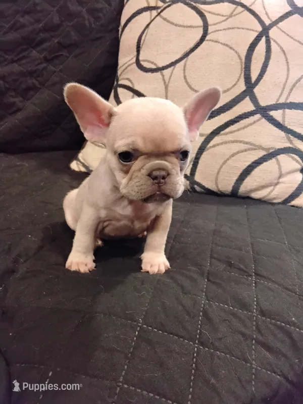 Spicy's Kush – French Bulldog puppy for sale in Huntsville, TX