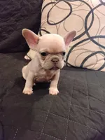 Spicy's Kush, a female French Bulldog for sale in Huntsville, TX – 1 of 3
