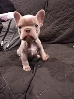 Spicy's Stormy Rain Frenchie, a female French Bulldog for sale in Huntsville, TX – 3 of 3