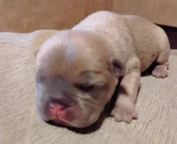 Fawn Male Frenchie, a male French Bulldog for sale in Huntsville, TX – 2 of 3