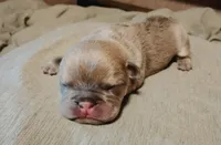 Blue and fawn Male Solid chest Frenchie, a male French Bulldog for sale in Huntsville, TX – 2 of 3