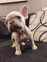 Spicy's Kush, a female French Bulldog for sale in Huntsville, TX – 2 of 3