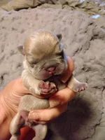 Blue Fawn Male Frenchie, a male French Bulldog for sale in Huntsville, TX – 3 of 3