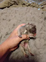 Fawn Male Frenchie, a male French Bulldog for sale in Huntsville, TX – 3 of 3