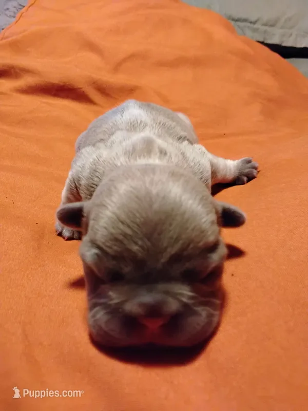 Fawn Female – French Bulldog puppy for sale in Huntsville, TX