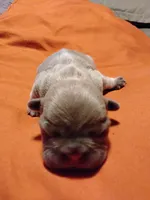 Fawn Female, a female French Bulldog for sale in Huntsville, TX – 1 of 2