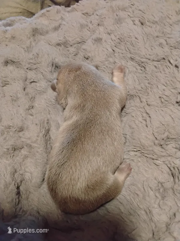 Fawn Male Frenchie – French Bulldog puppy for sale in Huntsville, TX