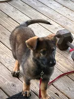 Maki, a female German Shepherd Dog for sale in Huntsville, TX – 1 of 1