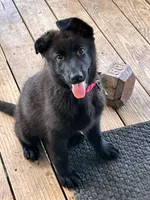 Nessa, a female German Shepherd Dog for sale in Huntsville, TX – 1 of 1