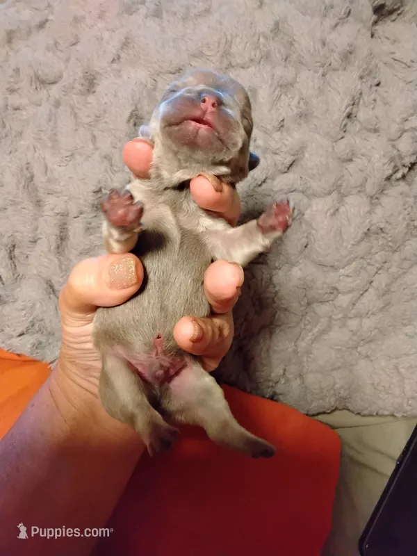 Blue and fawn Male Solid chest Frenchie – French Bulldog puppy for sale in Huntsville, TX