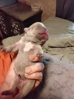 Blue Fawn Male Frenchie, a male French Bulldog for sale in Huntsville, TX – 2 of 3