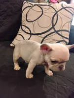 Spicy's Kush, a female French Bulldog for sale in Huntsville, TX – 3 of 3