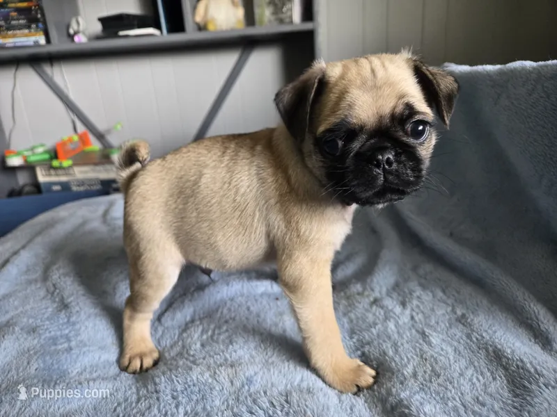 tan collar – Pug puppy for sale in Ottawa, KS