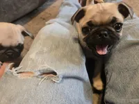 Milly (greenish), a female Pug for sale in Ottawa, KS – Photo 4 of 4