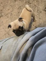 Milly (greenish), a female Pug for sale in Ottawa, KS – Photo 1 of 4