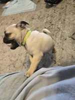 Milly (greenish), a female Pug for sale in Ottawa, KS – Photo 3 of 4
