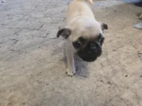 Milly (greenish), a female Pug for sale in Ottawa, KS – Photo 2 of 4