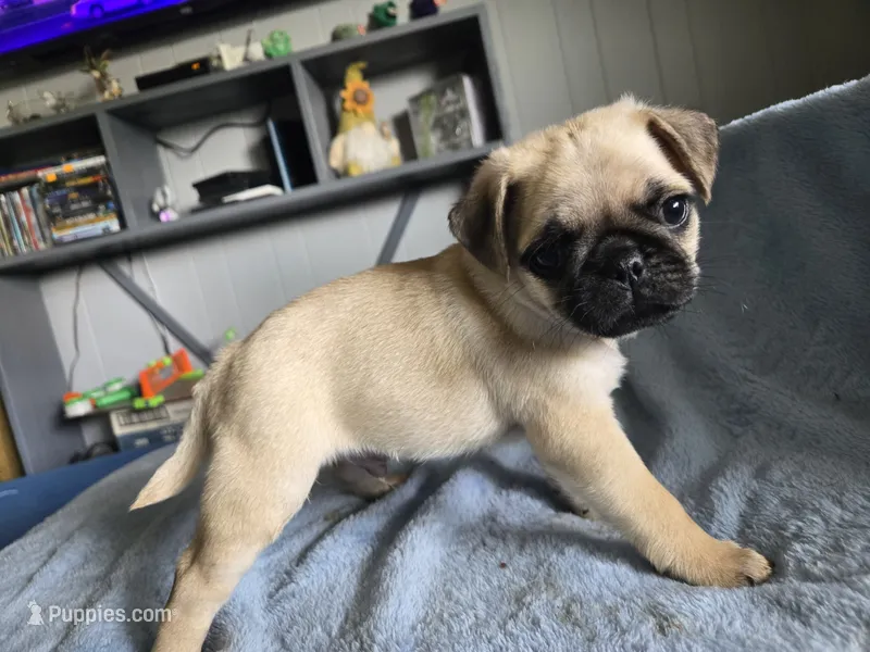 light blue collar – Pug puppy for sale in Ottawa, KS
