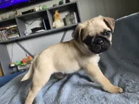 light blue collar, a male Pug for sale in Ottawa, KS – 1 of 1