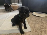 Bugs, a male Pug for sale in Ottawa, KS – Photo 1 of 2