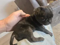 Bugs, a male Pug for sale in Ottawa, KS – Photo 2 of 2