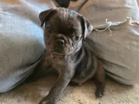 1 Blue eye, a male Pug for sale in Ottawa, KS – Photo 1 of 4