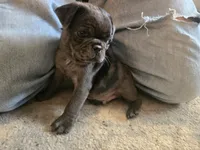 1 Blue eye, a male Pug for sale in Ottawa, KS – Photo 4 of 4