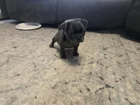 1 Blue eye, a male Pug for sale in Ottawa, KS – Photo 3 of 4