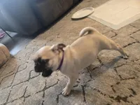 Purple , a female Pug for sale in Ottawa, KS – Photo 1 of 3