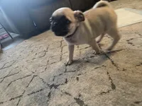 Purple , a female Pug for sale in Ottawa, KS – Photo 3 of 3