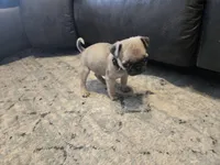 Shy guy (black collar), a male Pug for sale in Ottawa, KS – Photo 4 of 4