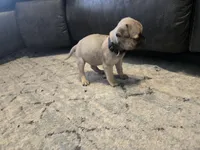 Shy guy (black collar), a male Pug for sale in Ottawa, KS – Photo 3 of 4