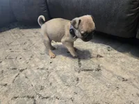 Shy guy (black collar), a male Pug for sale in Ottawa, KS – Photo 2 of 4