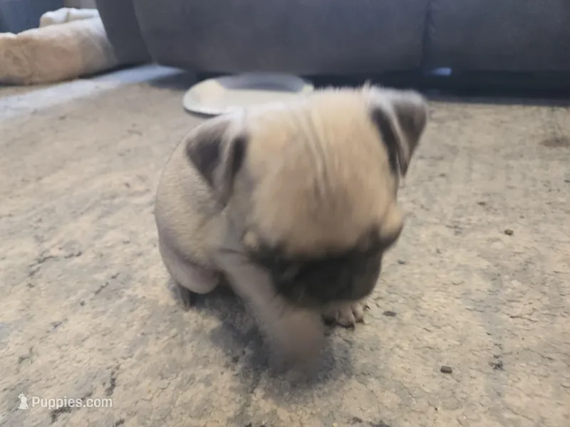 Shy guy (black collar)