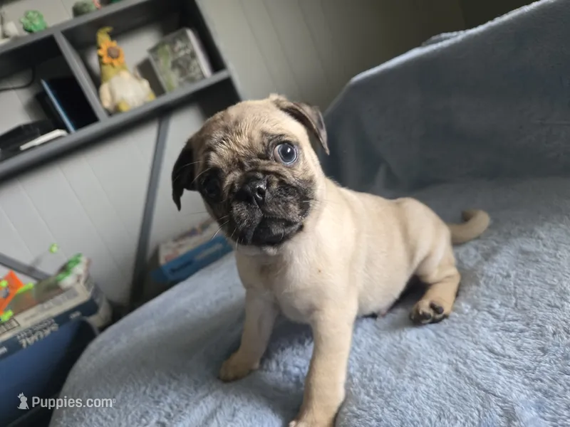 yellow collar Chunk – Pug puppy for sale in Ottawa, KS